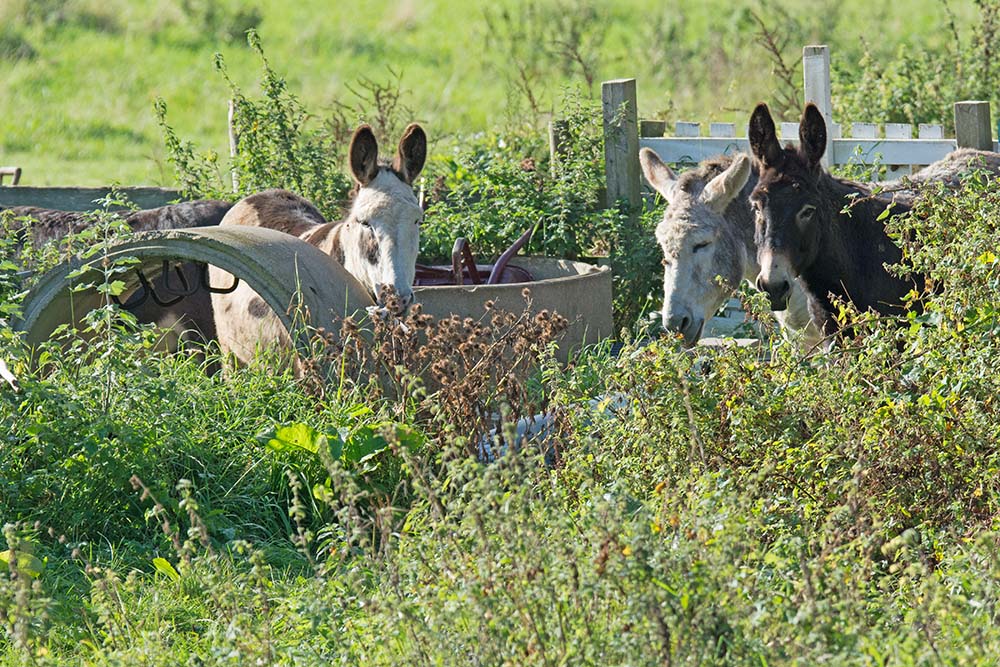 DSC_8587.jpg