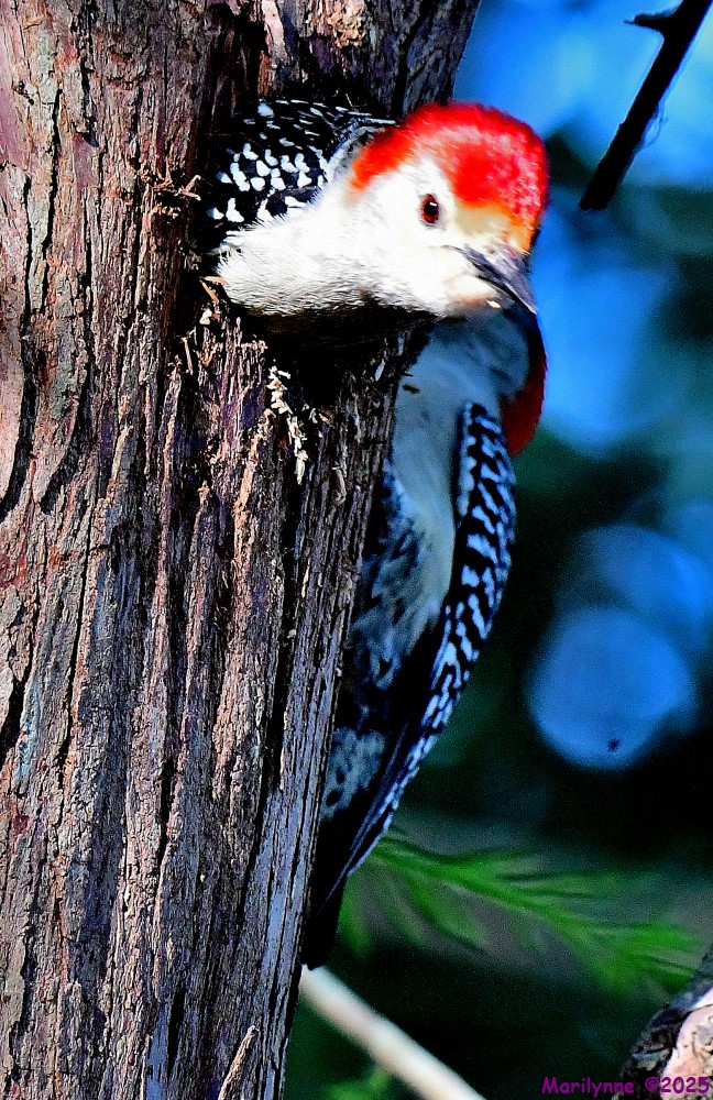 DSC_8587_001.JPG