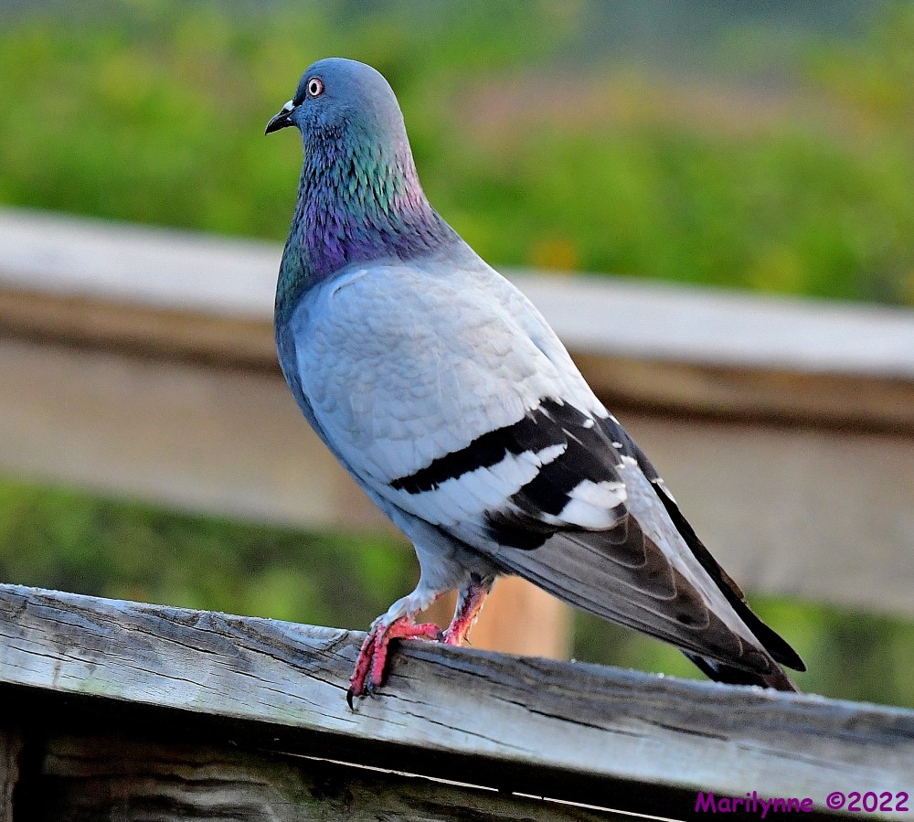 DSC_8588_001.JPG