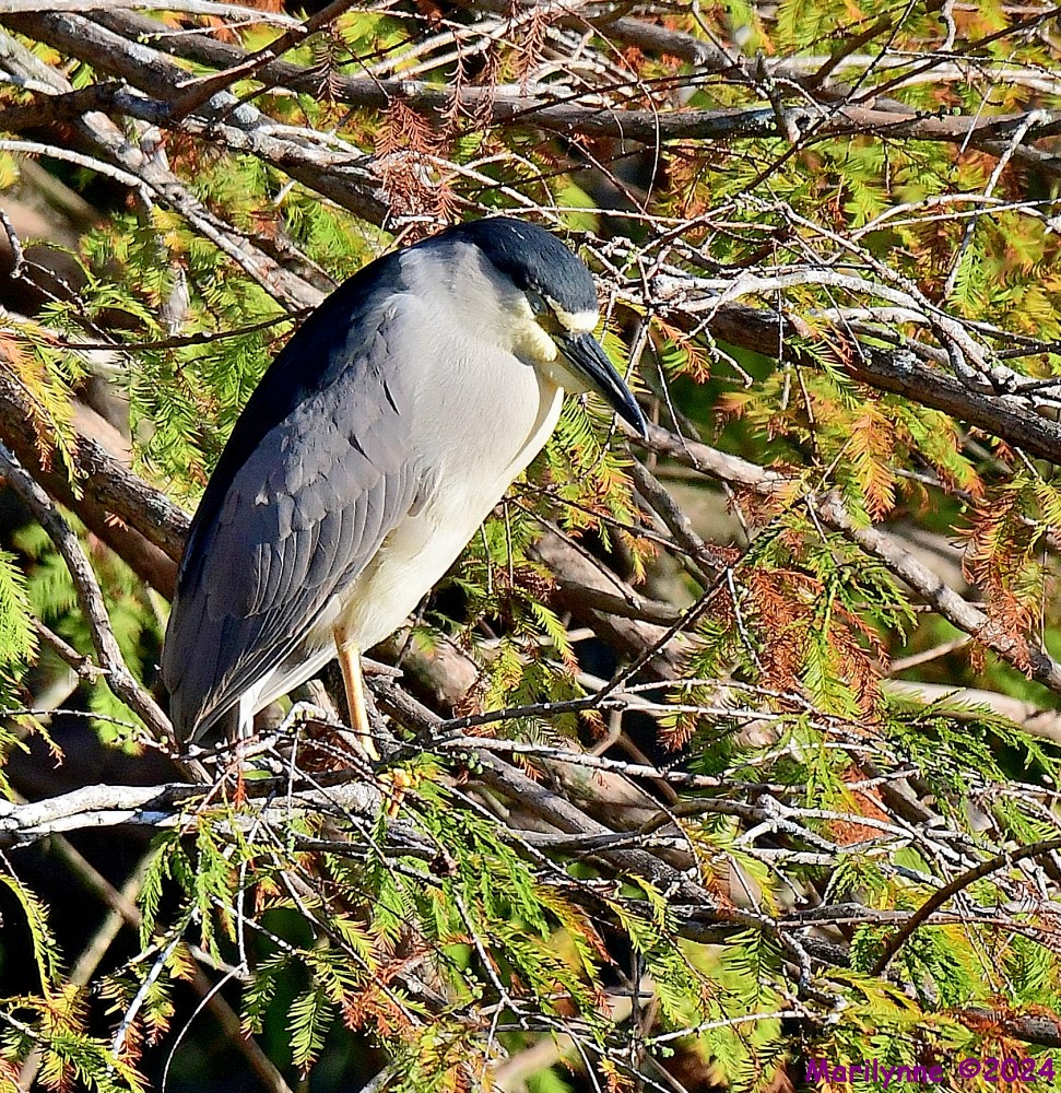 DSC_8588_001.JPG