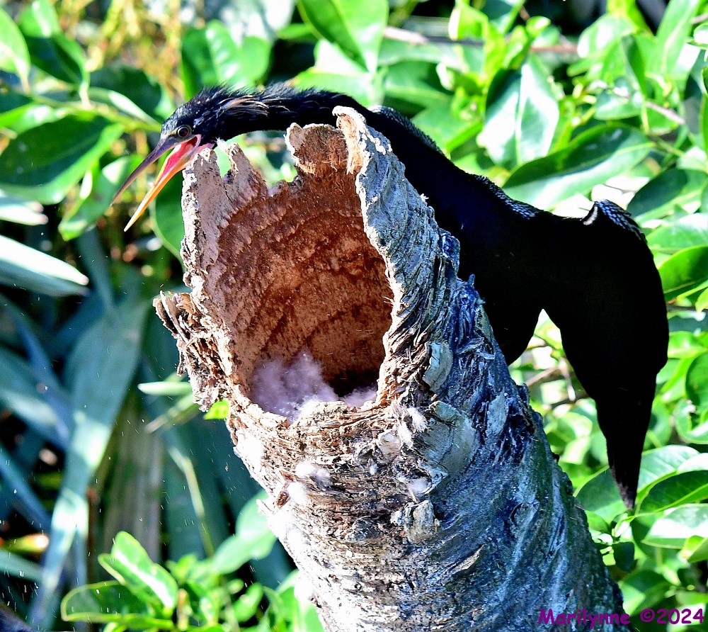 DSC_8588_001.JPG