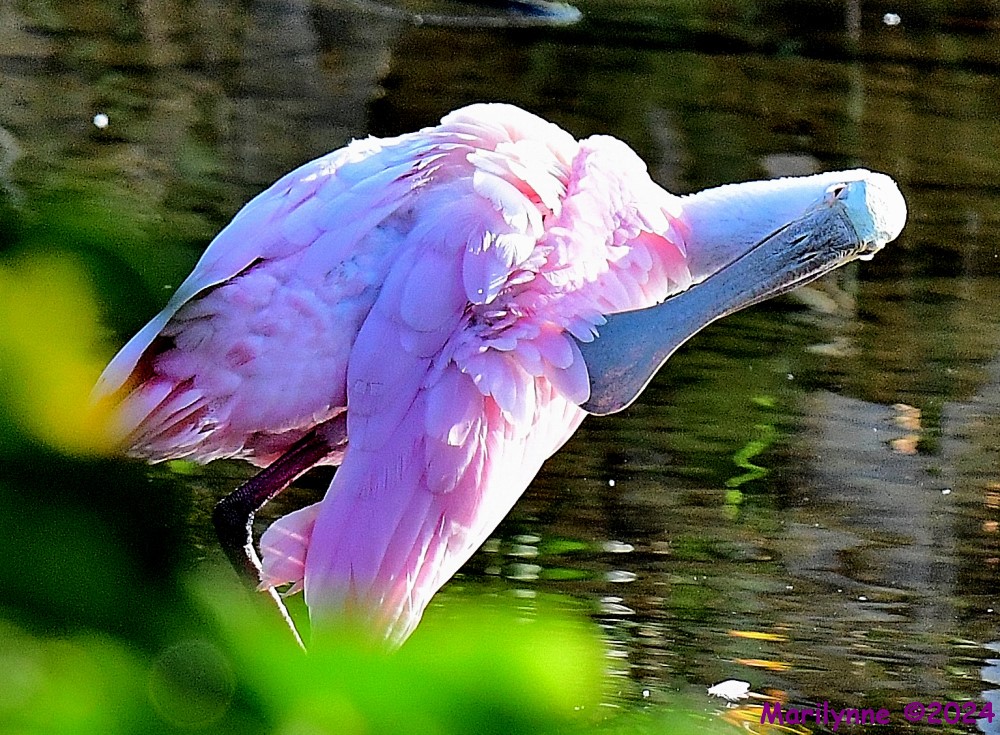 DSC_8588_001.JPG