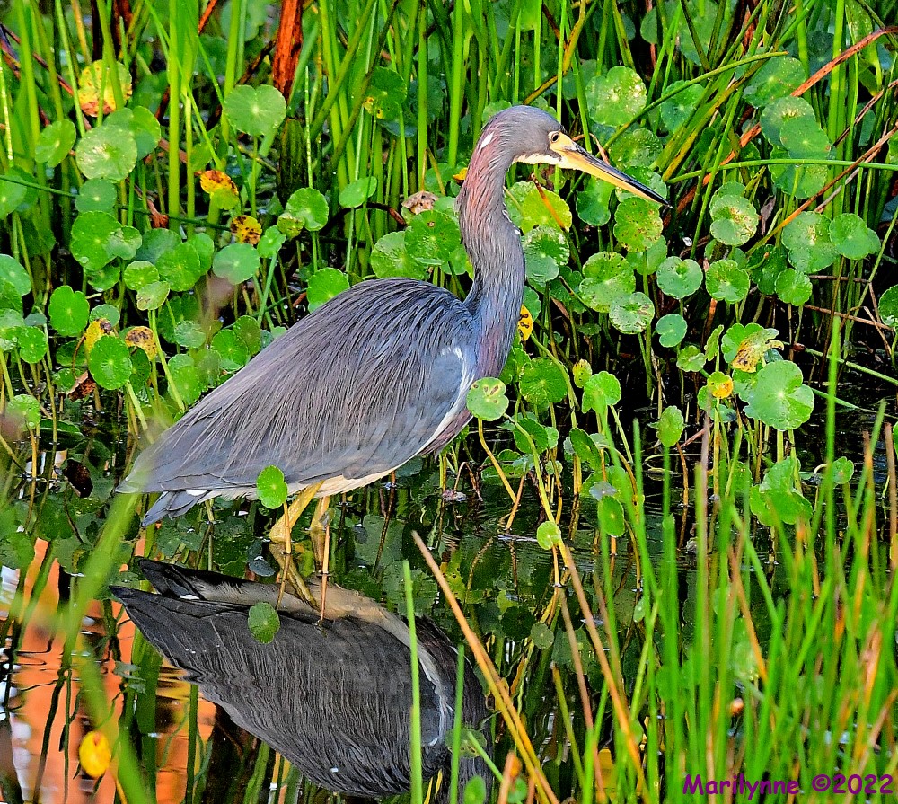 DSC_8589_001.JPG