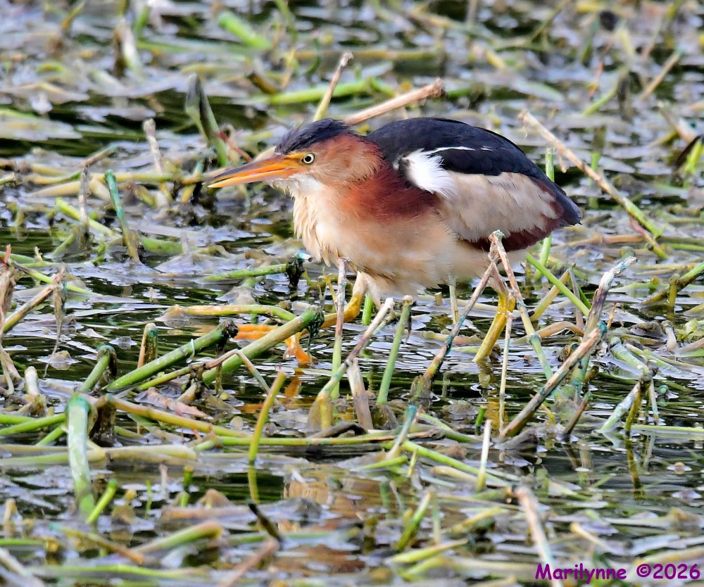 DSC_8589_001.JPG