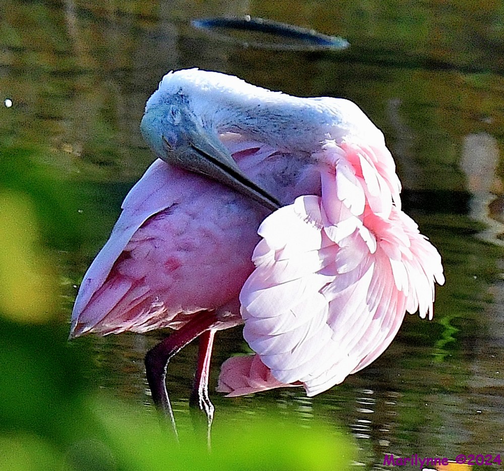 DSC_8592_001.JPG