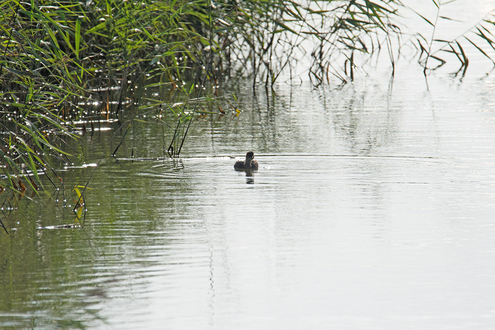 DSC_8594f.jpg