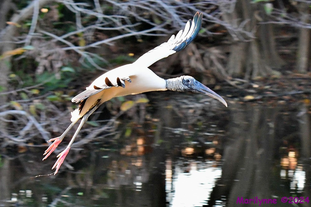 DSC_8595_001.JPG