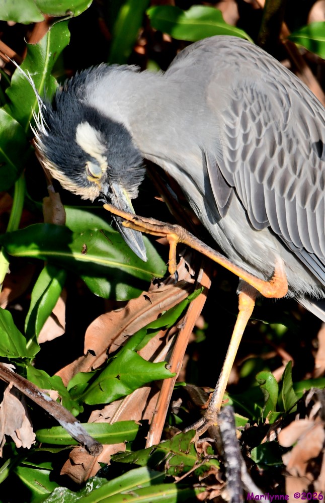 DSC_8595_001.JPG