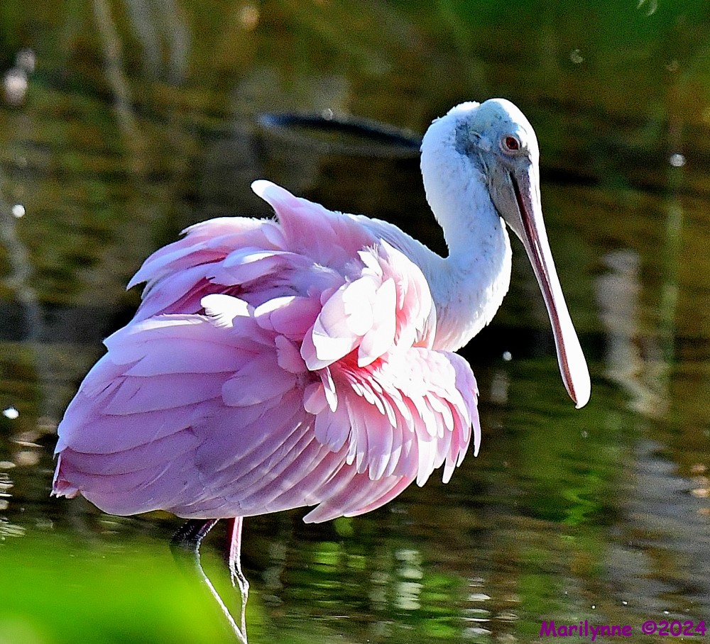 DSC_8596_001.JPG