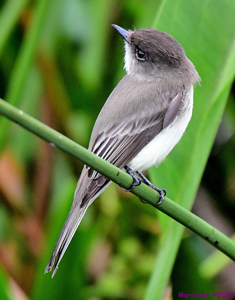 DSC_8596_001.JPG