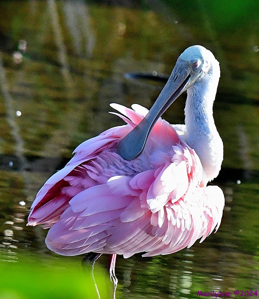 DSC_8597_001.JPG