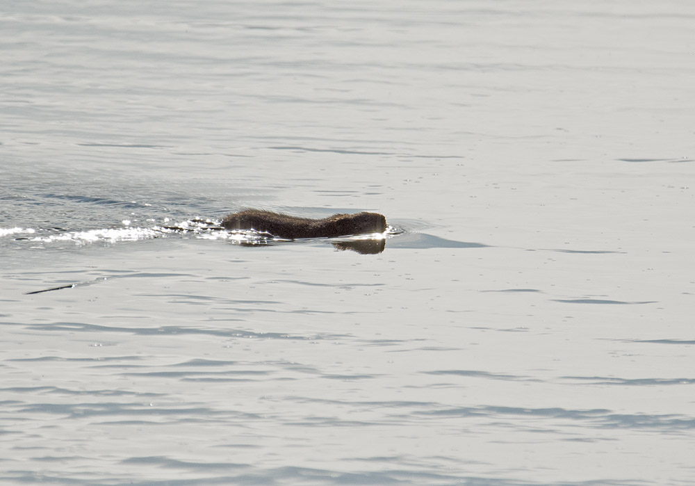 DSC_8598.jpg