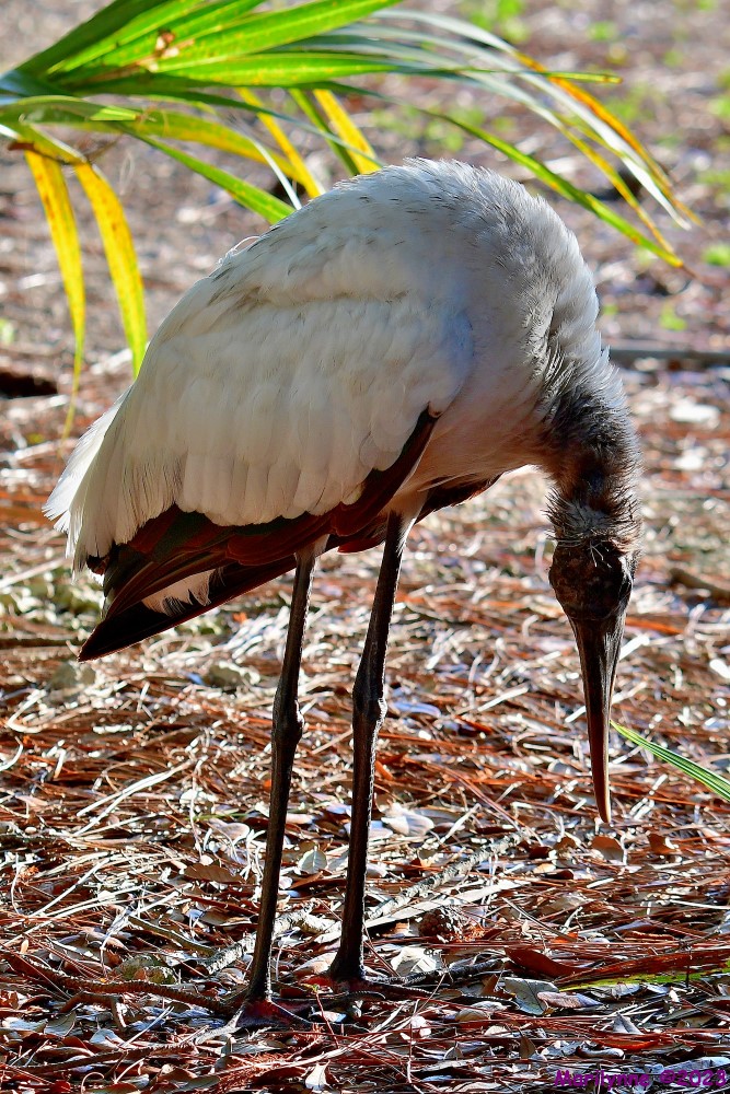 DSC_8599_001.JPG