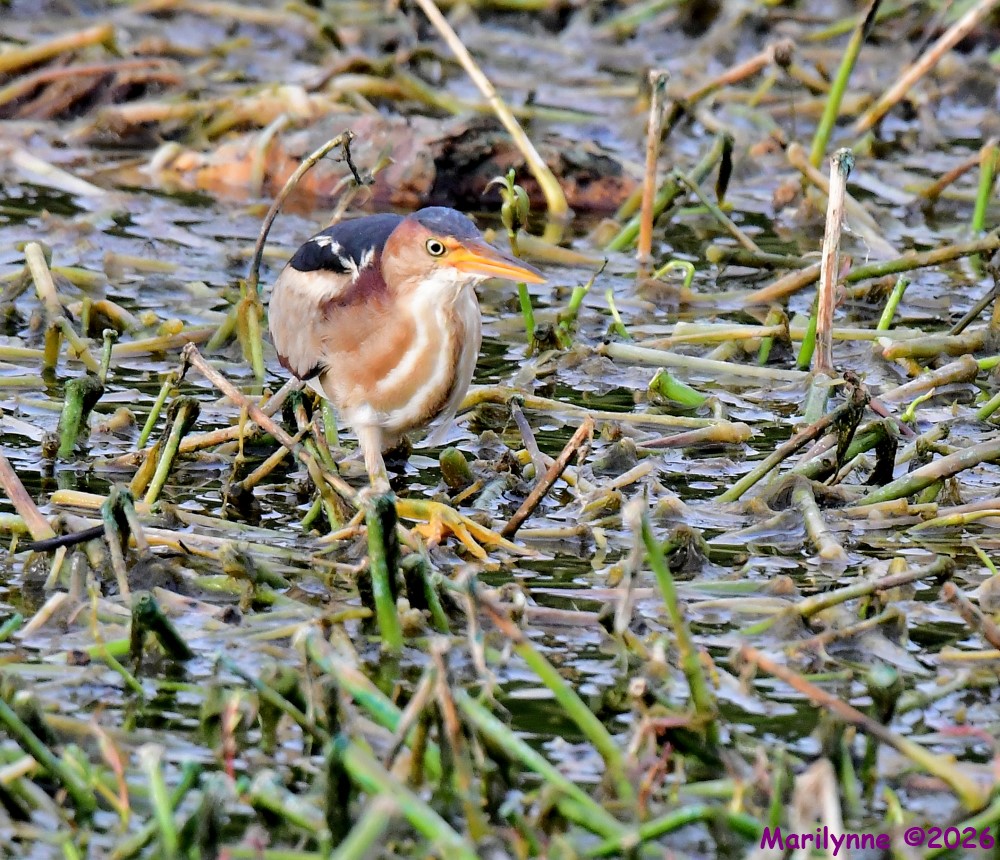 DSC_8599_001.JPG