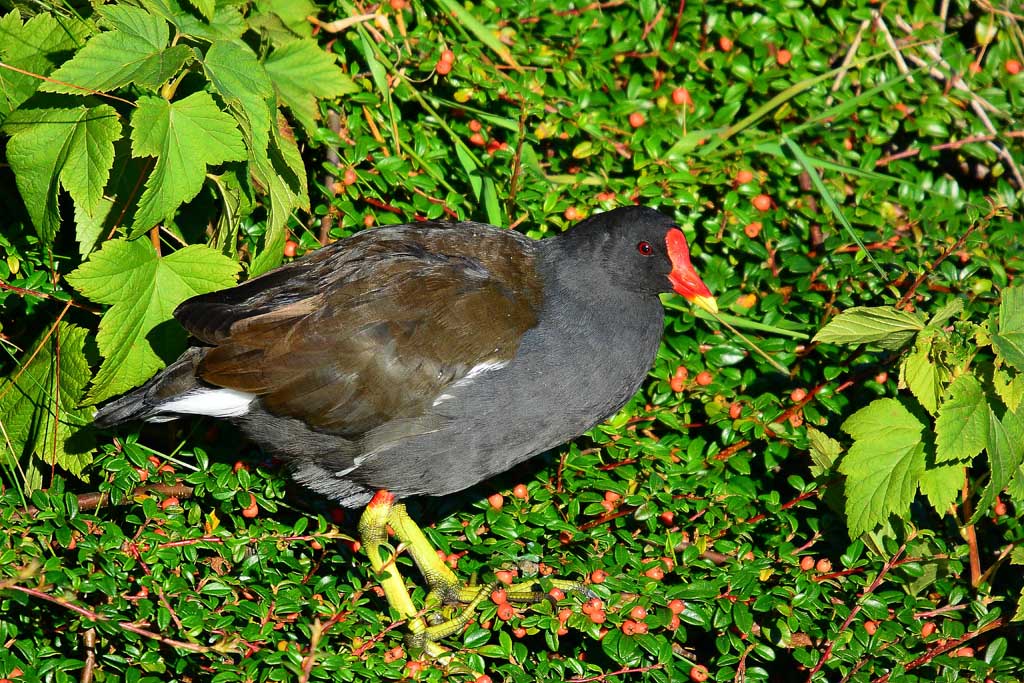 DSC_8600.jpg