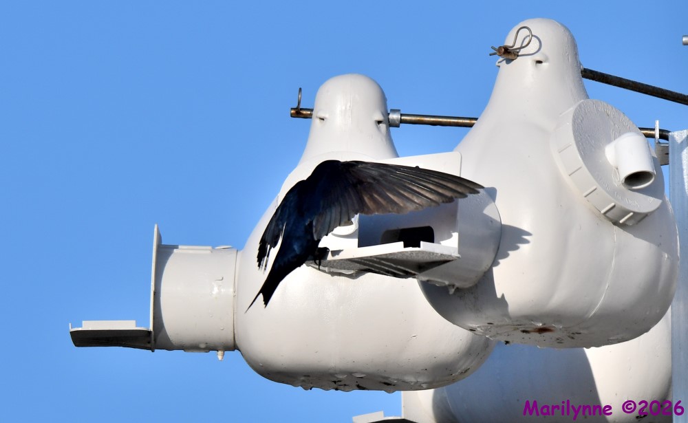 DSC_8601_001.JPG