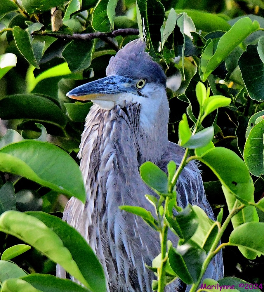 DSC_8602_001.JPG