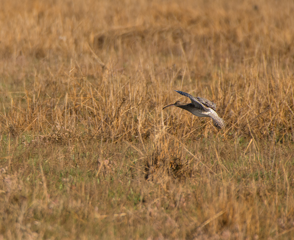 DSC_8604.jpg