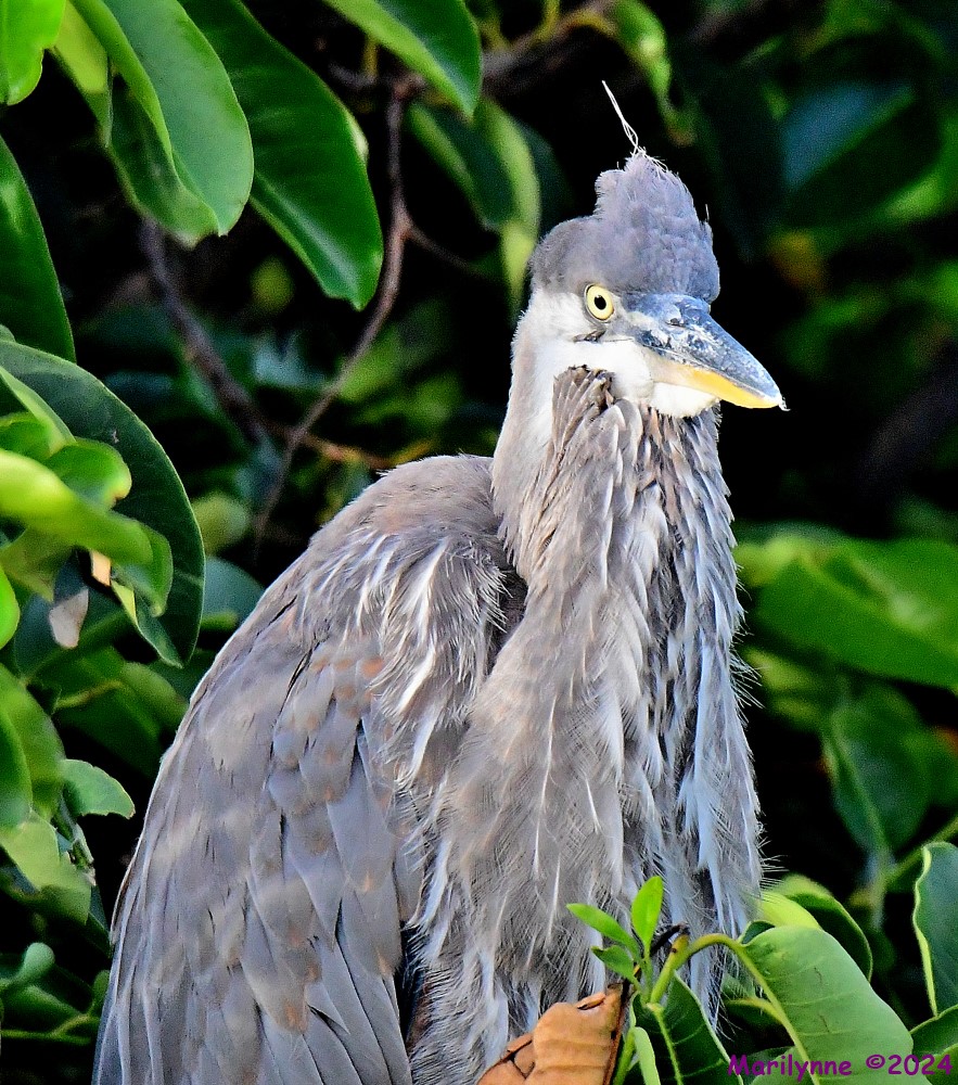 DSC_8606_001.JPG