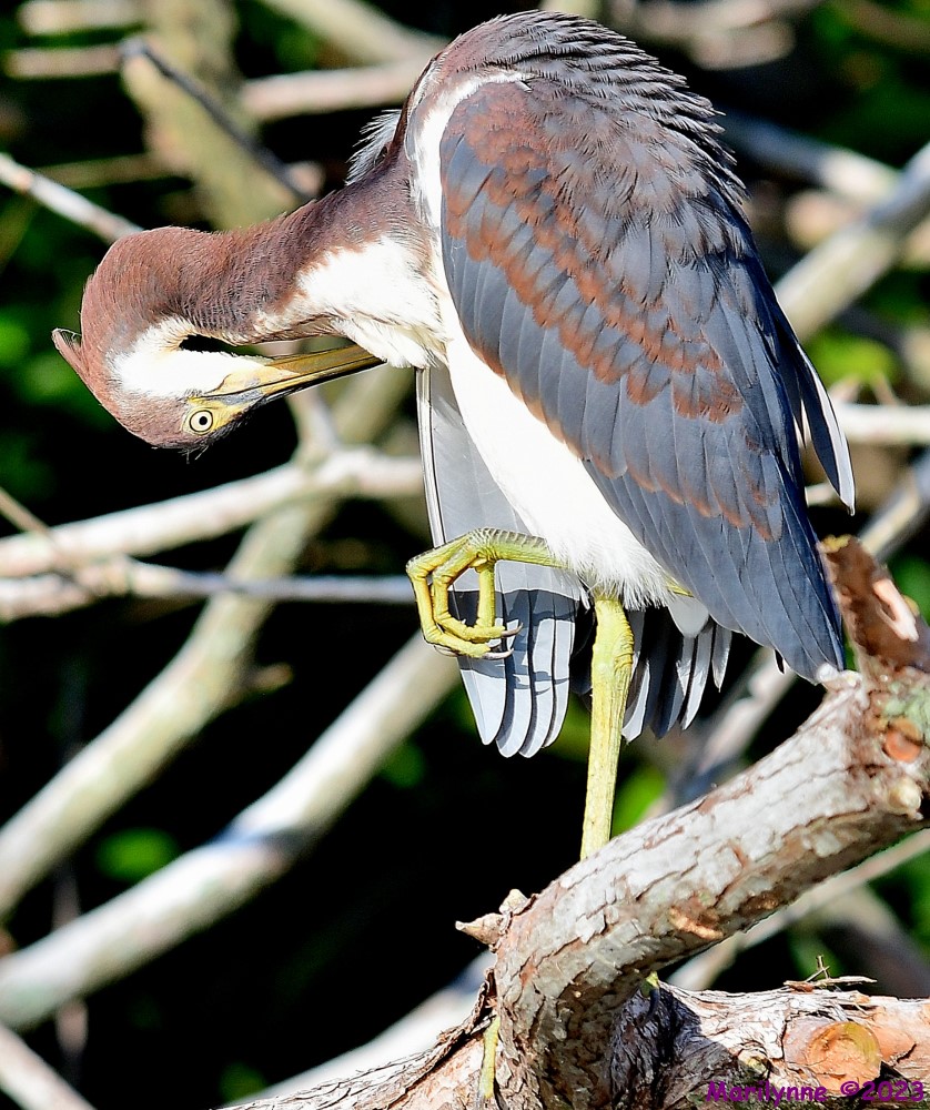DSC_8608_001.JPG