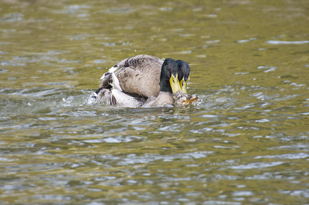 DSC_8611.jpg