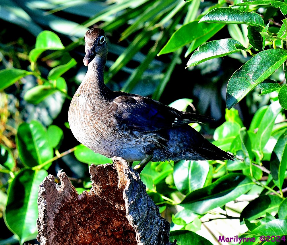 DSC_8611_001.JPG