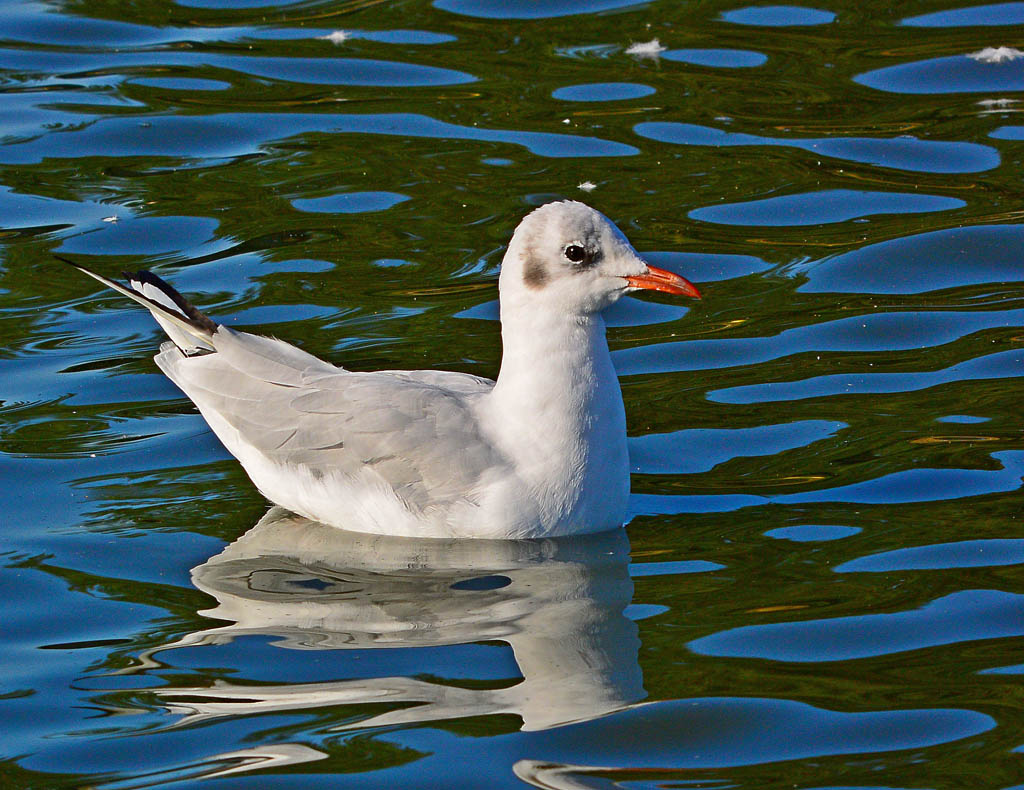 DSC_8612.jpg