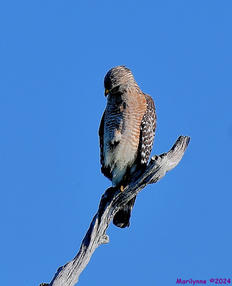 DSC_8612_001.JPG