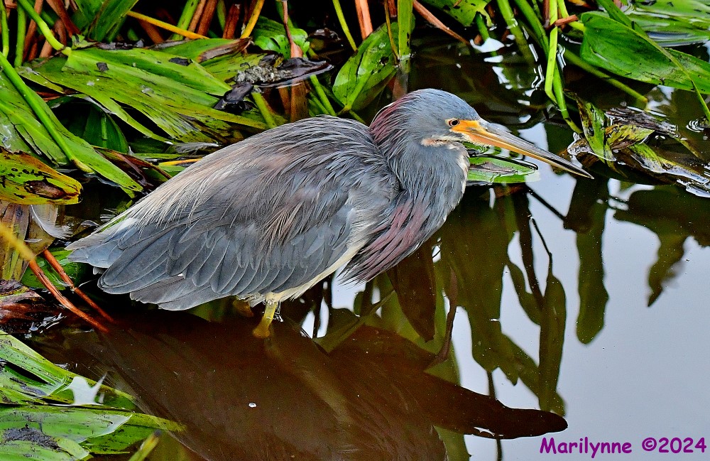 DSC_8613_001.JPG
