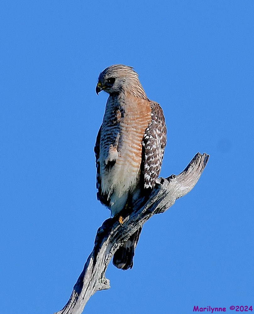 DSC_8614_001.JPG