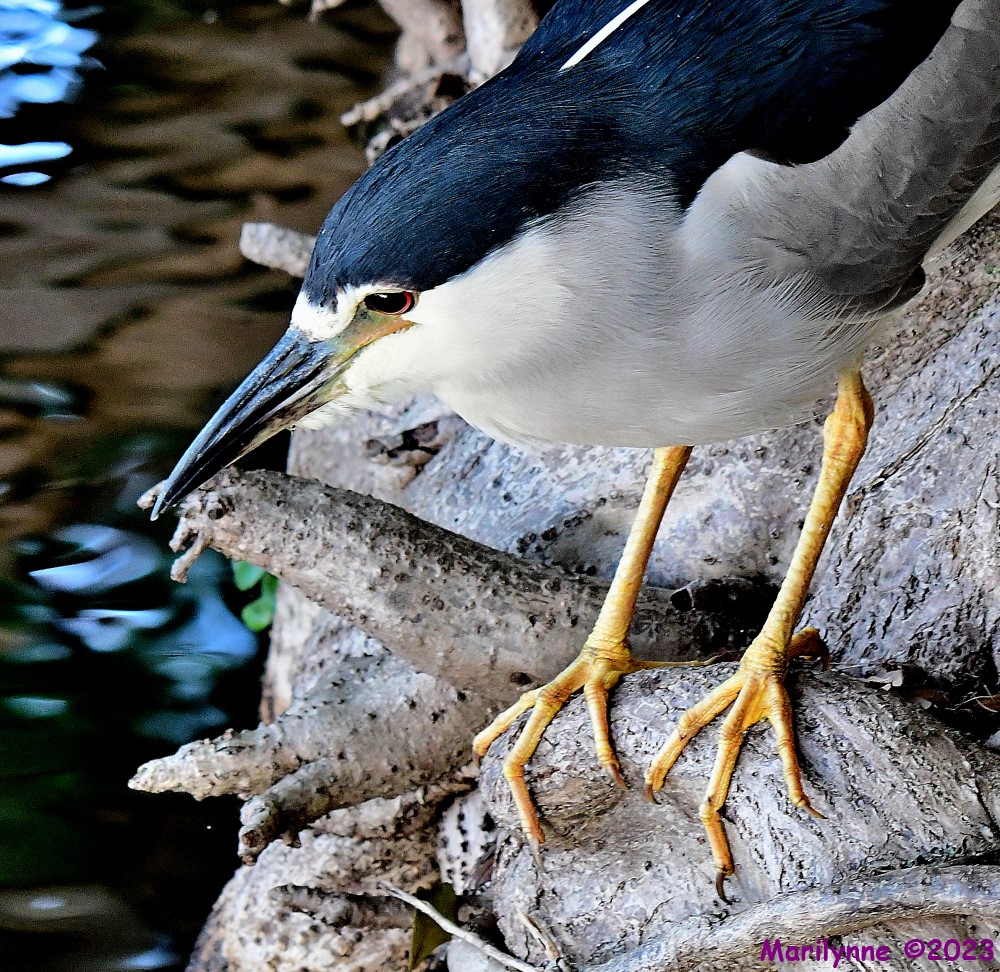 DSC_8617_001.JPG