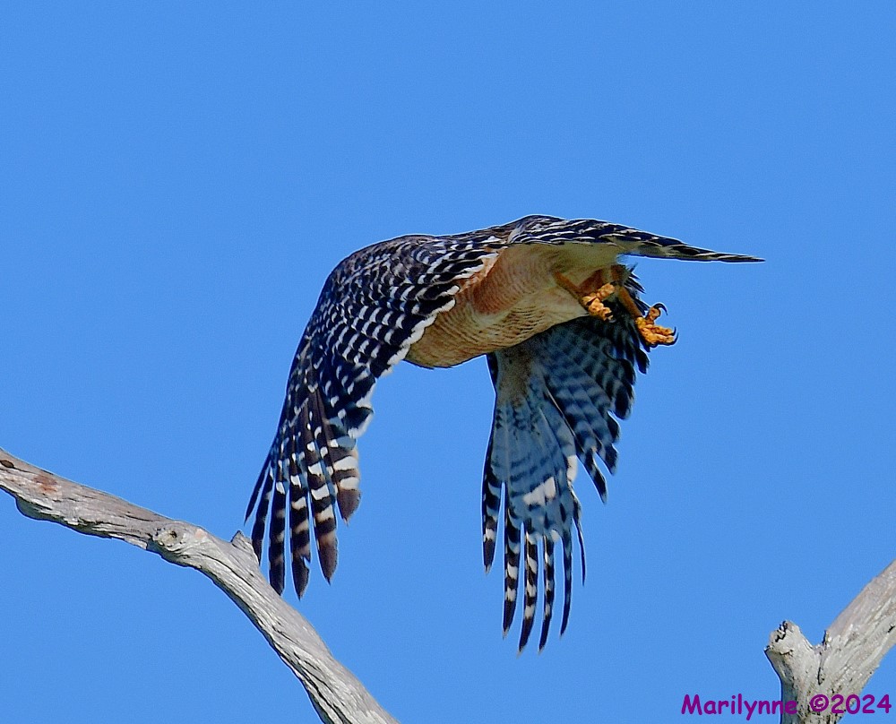 DSC_8617_001.JPG