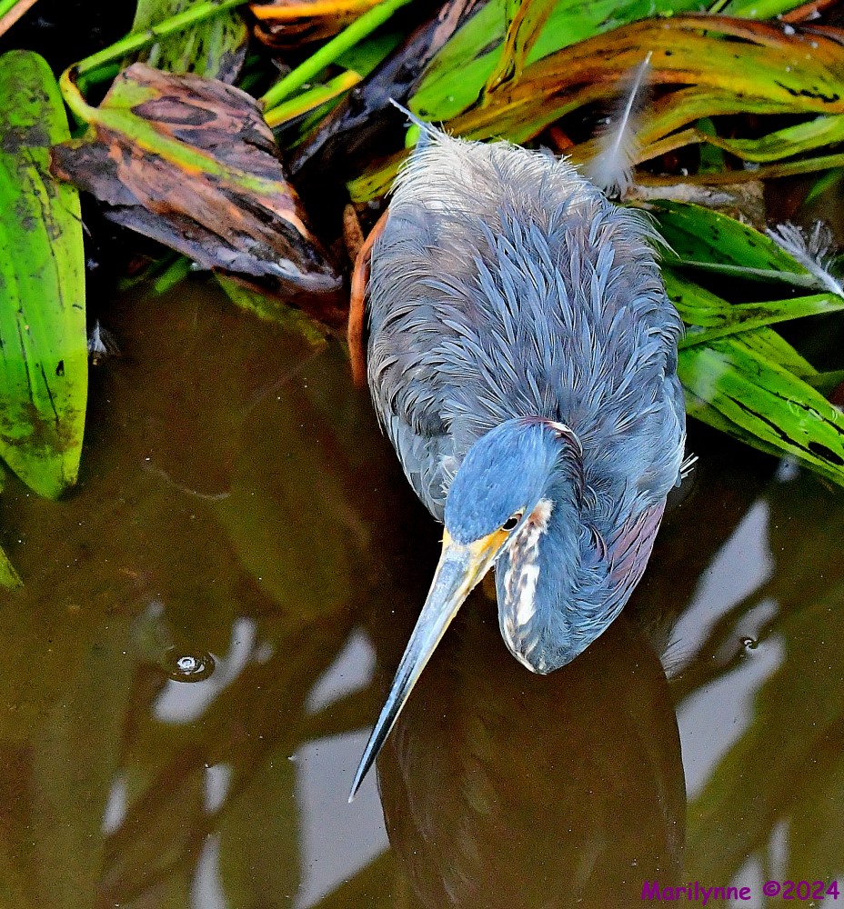 DSC_8617_001.JPG