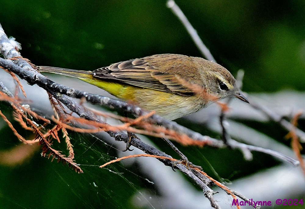 DSC_8617_001.JPG