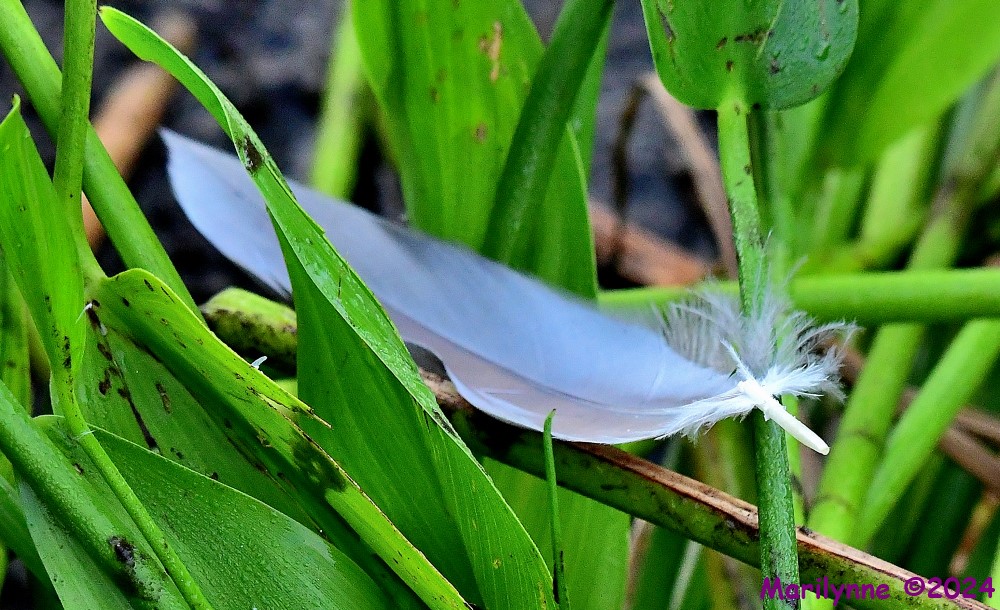 DSC_8619_001.JPG
