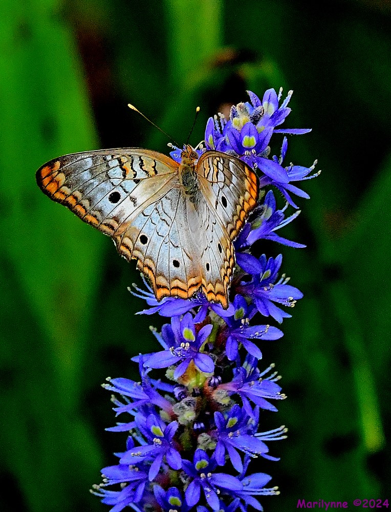 DSC_8620_001.JPG