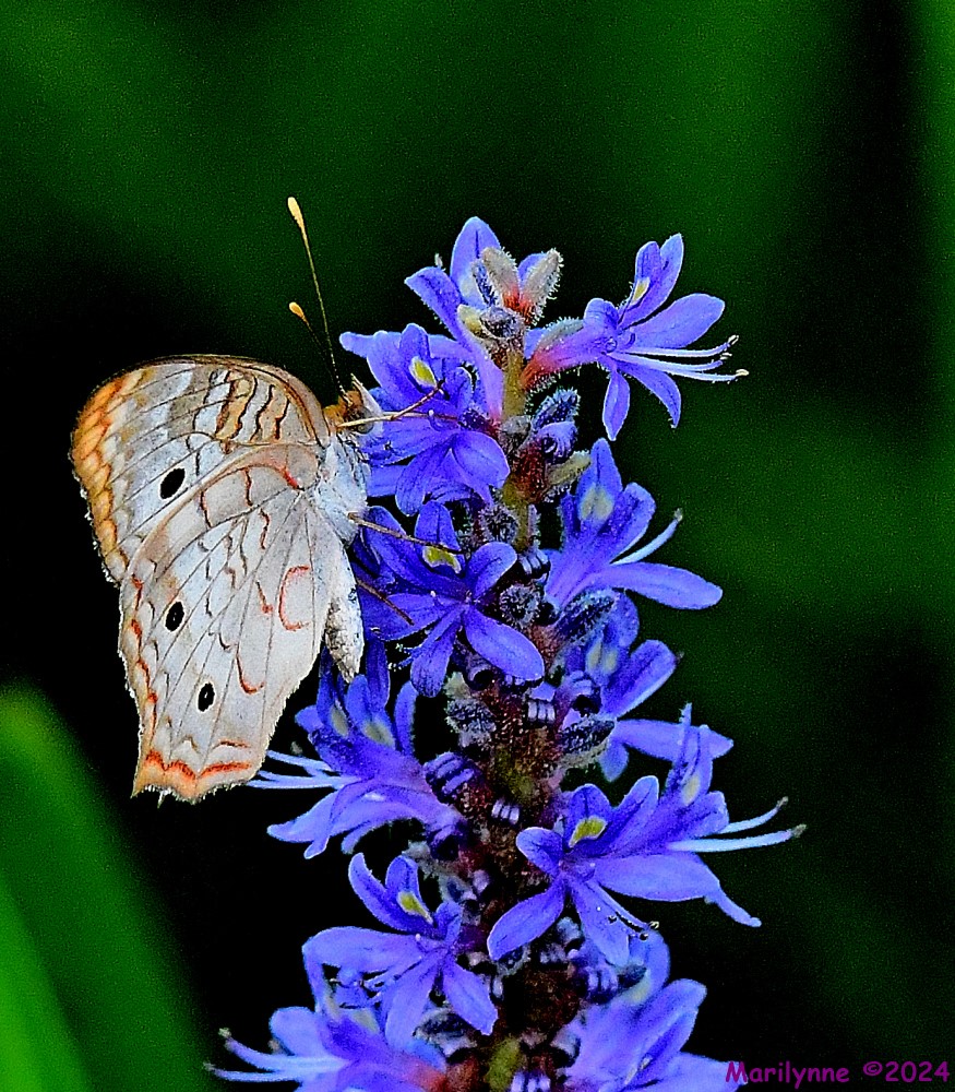 DSC_8622_001.JPG