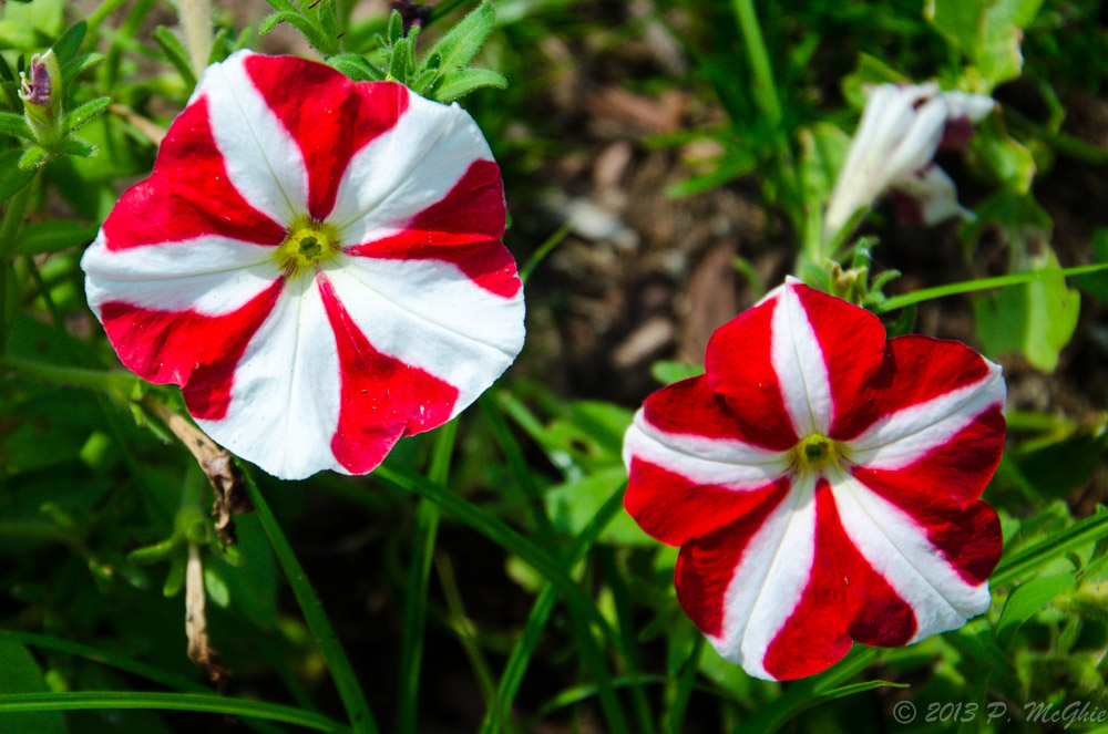 DSC_8625.jpg