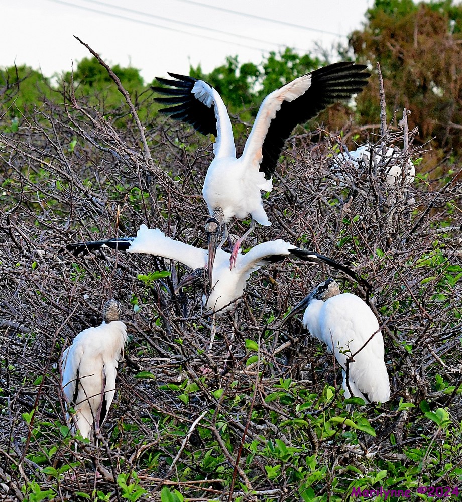 DSC_8625_001.JPG