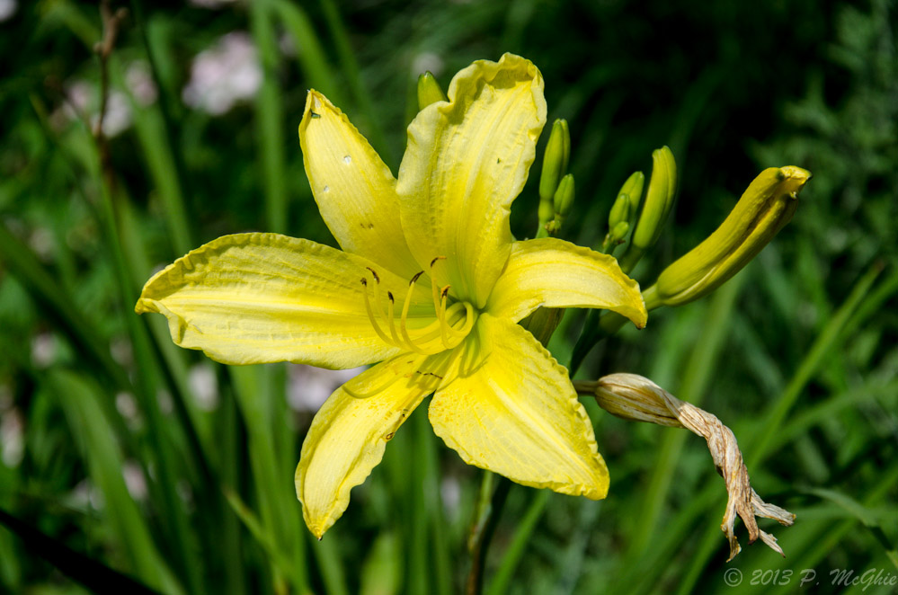 DSC_8626.jpg