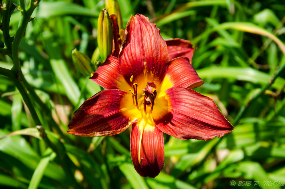 DSC_8628.jpg