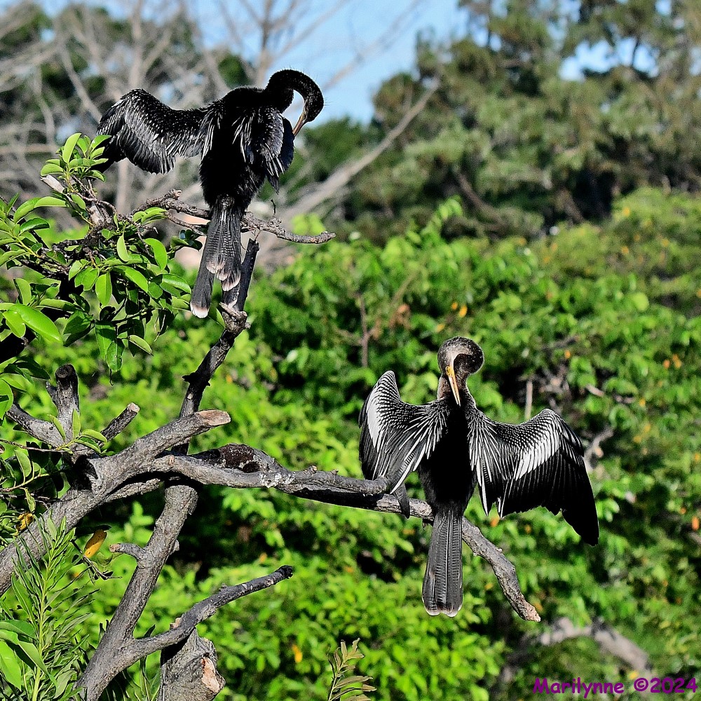 DSC_8628_001.JPG