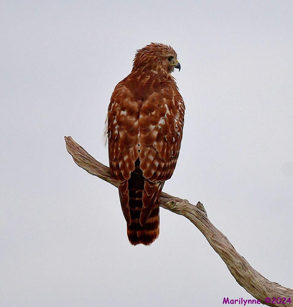 DSC_8628_001.JPG