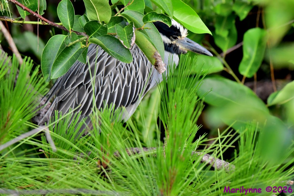 DSC_8628_001.JPG
