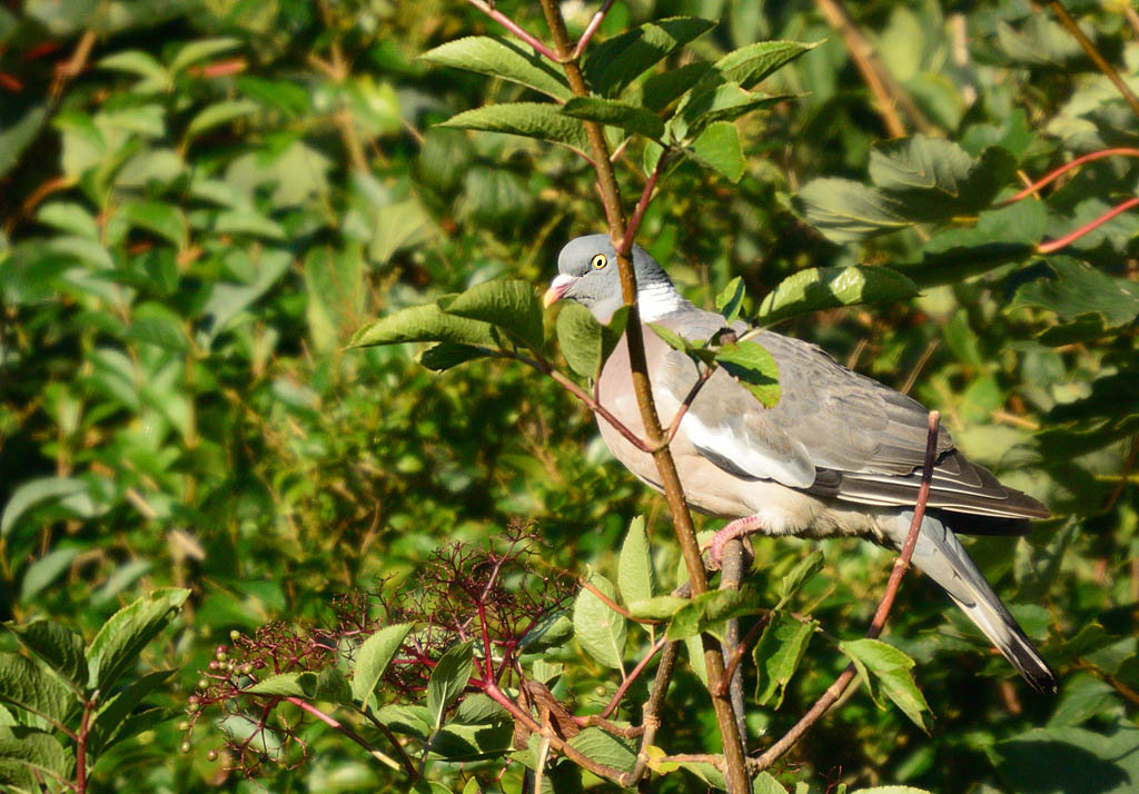 DSC_8630.jpg