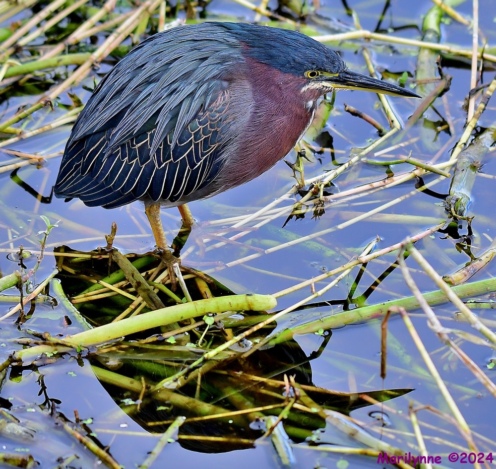 DSC_8630_001.JPG