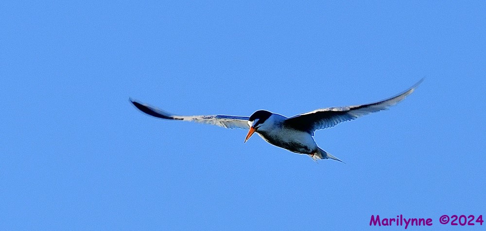 DSC_8631_001.JPG