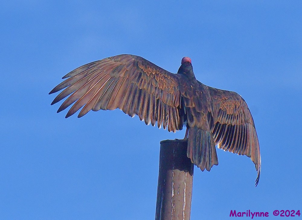 DSC_8631_001.JPG