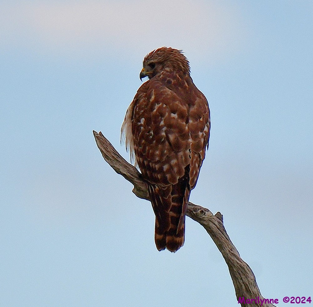 DSC_8631_001.JPG