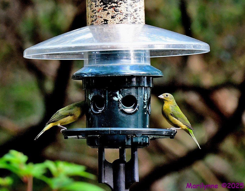 DSC_8631_001.JPG